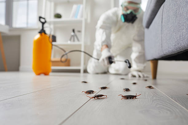 Post-Treatment Bed Bug Interceptor Monitoring in Paynesville